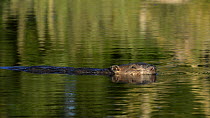 Eurasian beaver (Castor fiber) swimming in a pond in a large enclosure, Devon, England, UK, June. Captive.