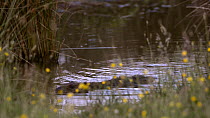 Eurasian beaver (Castor fiber) swimming in a pond in a large enclosure, Devon, England, UK, June. Captive.