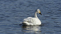 Bewick's swan (Cygnus bewickii) dabbling in a lake, with a Coot (Fulica atra) swimming nearby, Gloucestershire, England, UK, December.
