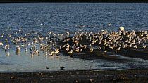 Black-headed gulls (Chroicocephalus ridibundus) in winter plumage gathered to roost on the shoreline before taking off, Rutland Water, Rutland, England, UK, November.