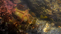 Common brittle star (Ophiothrix fragilis) moving in a rockpool, with a Common limpet (Patella vulgata) nearby, Cornwall, England, UK, September.