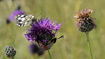 Pair of Six-spot burnet moths (Zygaena filipendulae) mating on a Greater knapweed (Centaurea scabiosa) flower, with a Marbled white butterfly (Melanargia galathea) landing to nectar before taking off...