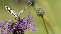 Slow motion clip of a Common carder bumblebee (Bombus pascuorum) nectaring on a Greater knapweed (Centaurea scabiosa) flower alongside a Marbled white butterfly (Melanargia galathea) before taking off...