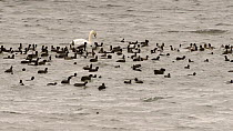 Slow motion clip of a flock of Coots (Fulica atra) swimming, diving and dabbling alonside Wigeon (Anas penelope), Tufted duck (Aythya fuligula), Gadwall (Anas strepera) and a Mute swan (Cygnus olor),...