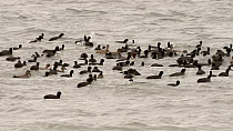 Flock of Coots (Fulica atra) diving and dabbling alongside Wigeon (Anas penelope), Tufted duck (Aythya fuligula) and Gadwall (Anas strepera), Rutland Water, Rutland, England, UK, November.