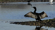 Greater cormorant (Phalacrocorax carbo) holding its wings out to dry, Gloucestershire, England, UK, December.