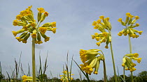 Low angle view of Cowslips (Primula veris) in flower, Wiltshire, England, UK, May.
