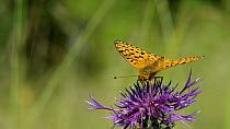 Close-up of a Dark green fritillary (Argynnis aglaja) nectaring on a Greater knapweed (Centaurea scabiosa) flower and flying off, Wiltshire, England, UK, July.