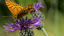 Slow motion close up view of a Dark green fritillary (Argynnis aglaja)landing to feed from a Greater knapweed (Centaurea scabiosa) flower and displacing a Marmalade hoverfly (Episyrphus balteatus), Wi...