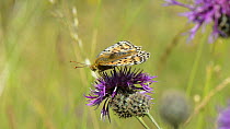 Slow motion clip of a Dark green fritillary butterfly (Argynnis aglaja) nectaring on a Greater knapweed (Centaurea scabiosa) flower and being joined by a female Thick-legged flower beetle (Oedemera no...