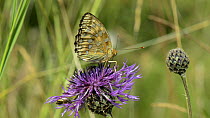 Slow motion close up of a Dark green fritillary (Argynnis aglaja) nectaring on a Greater knapweed (Centaurea scabiosa) flower alongside a Solitary mining bee (Andrena), Wiltshire, England, UK, July.