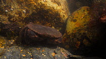 Edible crab (Cancer pagurus) in a rockpool, leaves frame, Cornwall, England, UK, September.