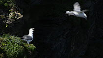 Slow motion clip of a Fulmar (Fulmarus glacialis) vocalising from its nest site on a cliff as another flies nearby, Cornwall, England, UK, April.