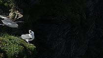 Slow motion clip of a Fulmar (Fulmarus glacialis) vocalising from its nest site on a cliff as two others fly nearby, Cornwall, England, UK, April.