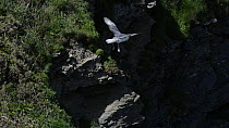 Slow motion clip of a Fulmar (Fulmarus glacialis) flying on updrafts near its nest site on a cliff, Cornwall, England, UK, April.