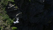 Slow motion clip of a Fulmar (Fulmarus glacialis) flying on updrafts near its nest site on a cliff, landing briefly and taking off again, Cornwall, England, UK, April.