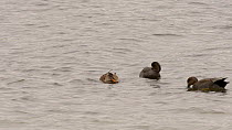 Two Gadwall (Anas strepera) drakes and a duck upending and dabbling, Rutland, England, UK, November.