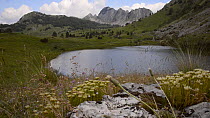 View of the Gornje Bare glacier lake in the Zelengora mountain range, with Stonecrops (Sedum) in the foreground, Sutjeska National Park, Bosnia and Herzegovina, July.