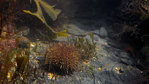 Green sea urchin (Psammechinus miliaris) in a rockpool, Cornwall, England, UK, September.