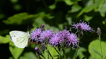 Slow motion clip of a Green-veined white butterfly (Pieris napi) landing to nectar on Saw-wort (Serratula tinctoria) flowers before flying off, Lower Woods Gloucestershire Wildlife Trust reserve, Engl...