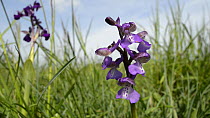 Green winged orchid (Anacamptis morio) in flower, Clattinger Farm Wiltshire Wildlife Trust reserve, England, UK, May.