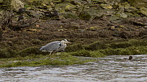 Grey heron (Ardea cinerea) standing on a floating mat of pondweed washed up on a lake shore on a windy day, with two Wigeon (Anas Penelope) and several Moorhens (Gallinula chloropus) foraging nearby,...