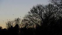 Jackdaws (Corvus mondedula) flying and settling in trees at their roost site at dusk, with Greylag geese (Anser anser) flying past, Gloucestershire, England, UK, December.