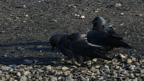 Two pairs of Jackdaws (Corvus mondedula) vocalising and courting on the shore of a lake, with one holding a small food item as a courtship gift,  Gloucestershire, England, UK, December.