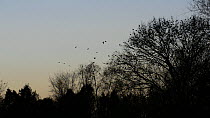 Jackdaws (Corvus mondedula) flying and settling in trees at their roost site at dusk, with Black-headed gulls (Chroicocephalus ridibundus) flying past, Gloucestershire, England, UK, December.