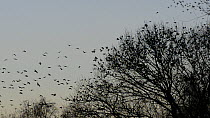 Jackdaws (Corvus mondedula) flying and settling in trees at their roost site at dusk, with Common starlings (Sturnus vulgaris) flying past, Gloucestershire, England, UK, December.