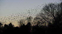 Jackdaws (Corvus mondedula) flying and settling in trees before taking off, with Greylag geese (Anser anser) flying past, Gloucestershire, England, UK, December.