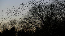 Flock of Jackdaws (Corvus mondedula) taking off from their roost site, Gloucestershire, England, UK, December.