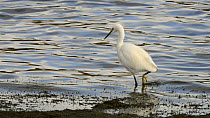 Slow motion clip of a Little egret (Egretta garzetta) hunting in the shallows of a large lake, trying to stir up fish with its feet, Rutland Water, Rutland, England, UK, November.