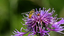 Slow motion clip of a Marmalade hoverfly (Episyrphus balteatus) feeding on pollen from and hovering around a Greater knapweed flower (Centaurea scabiosa), Wiltshire, England, UK, July.
