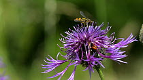 Slow motion clip of a Marmalade hoverfly (Episyrphus balteatus) feeding on pollen from and hovering around a Greater knapweed (Centaurea scabiosa) flower, Wiltshire, England, UK, July.