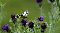 Slow motion clip of a Marbled white butterfly (Melanargia galathea) nectaring on a Creeping thistle (Cirsium arvense) flower before taking off, Wiltshire, England, UK, July.