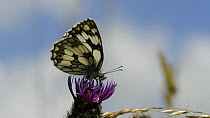 Slow motion cllip of a Marbled white butterfly (Melanargia galathea) nectaring on a Creeping thistle (Cirsium arvense) flower, with another trying to court with it, Wiltshire, England, UK, July.