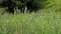 Slow motion wide angle clip of Marbled white butterflies (Melanargia galathea) and a White-tailed bumblebee (Bombus lucorum) flying around and nectaring on Creeping thistle (Cirsium arvense) flowers,...