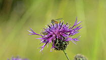 Slow motion clip of a Marmalade hoverfly (Episyrphus balteatus) landing to feeding on pollen from a Greater knapweed flower (Centaurea scabiosa), near a foraging female Gall fly (Terellia colon), Wilt...