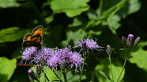 Slow motion clip of a Gatekeeper butterfly (Pyronia tithonus) and a Meadow brown butterfly (Maniola jurtina) landing to nectar on Saw-wort flowers (Serratula tinctoria), Lower Woods Gloucestershire Wi...