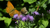Slow motion clip of a Meadow brown butterfly (Maniola jurtina) and a Gatekeeper butterfly (Pyronia tithonus) nectaring on Saw-wort flowers (Serratula tinctoria), with a Silver-washed fritillary (Argyn...
