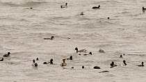 Mixed flock of Wigeon (Anas penelope), Coots (Fulica atra), Tufted duck (Aythya fuligula) and Gadwall (Anas strepera) dabbling, diving and competing aggressively by pecking one another, Rutland Water,...