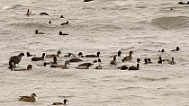 Mixed flock of Wigeon (Anas penelope), Coots (Fulica atra), Tufted duck (Aythya fuligula) and Gadwall (Anas strepera) dabbling, diving and competing aggressively by pecking one another, Rutland Water,...