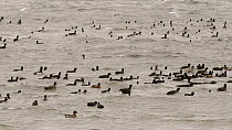 Mixed flock of Coots (Fulica atra), Wigeon (Anas penelope), Tufted duck (Aythya fuligula) and Gadwall (Anas strepera) swimming, dabbling and diving, Rutland Water, Rutland, England, UK, November.