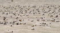 Panning shot of a mixed flock of Coots (Fulica atra), Wigeon (Anas penelope), Tufted duck (Aythya fuligula) and Gadwall (Anas strepera) swimming, dabbling and diving, Rutland Water, Rutland, England,...