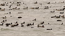 Slow motion clip of a mixed flock of Coots (Fulica atra), Wigeon (Anas penelope), Tufted duck (Aythya fuligula) and Gadwall (Anas strepera) swimming, dabbling and diving, Rutland Water, Rutland, Engla...