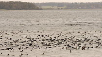 Wide angle view of a mixed flock of Coots (Fulica atra), Wigeon (Anas penelope), Tufted duck (Aythya fuligula) and Gadwall (Anas strepera) swimming, dabbling and diving, Rutland Water, Rutland, Englan...