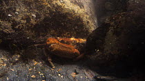 Montagu's crab (Xantho hydrophilus) moving behind a stone in a rockpool to hide in a rockpool low on the shore, near Falmouth, Cornwall, England, UK, September.