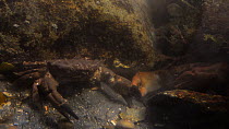 Two Montagu's crabs (Xantho hydrophilus) competing for a crevice to hide in within a rockpool, Cornwall, England, UK, September.