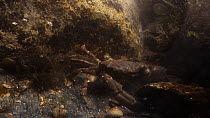 Two Montagu's crabs (Xantho hydrophilus) competing for a crevice to hide in within a rockpool, with a young Velvet swimming crab (Necora puber) moving away nearby, Cornwall, England, UK, September.